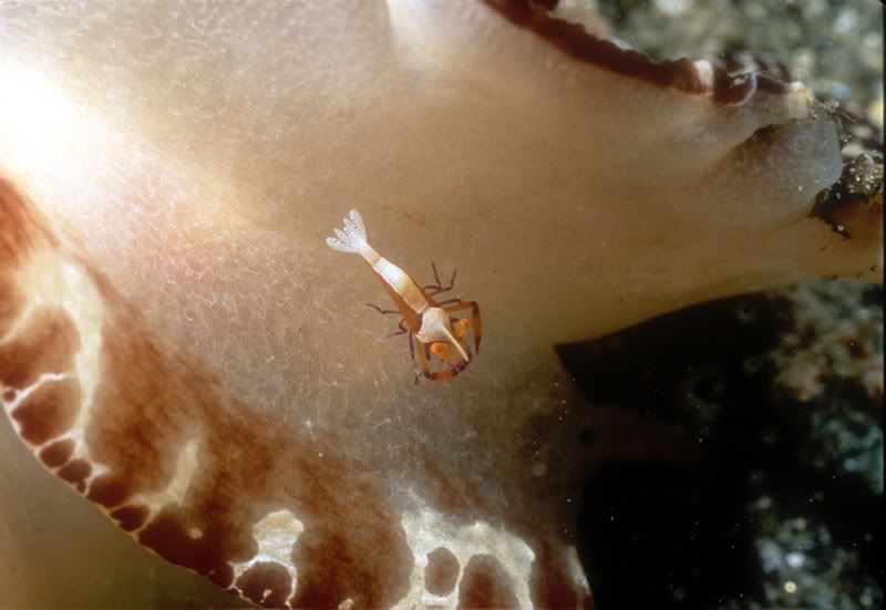 shrimp_in_nudibranch_s.jpg