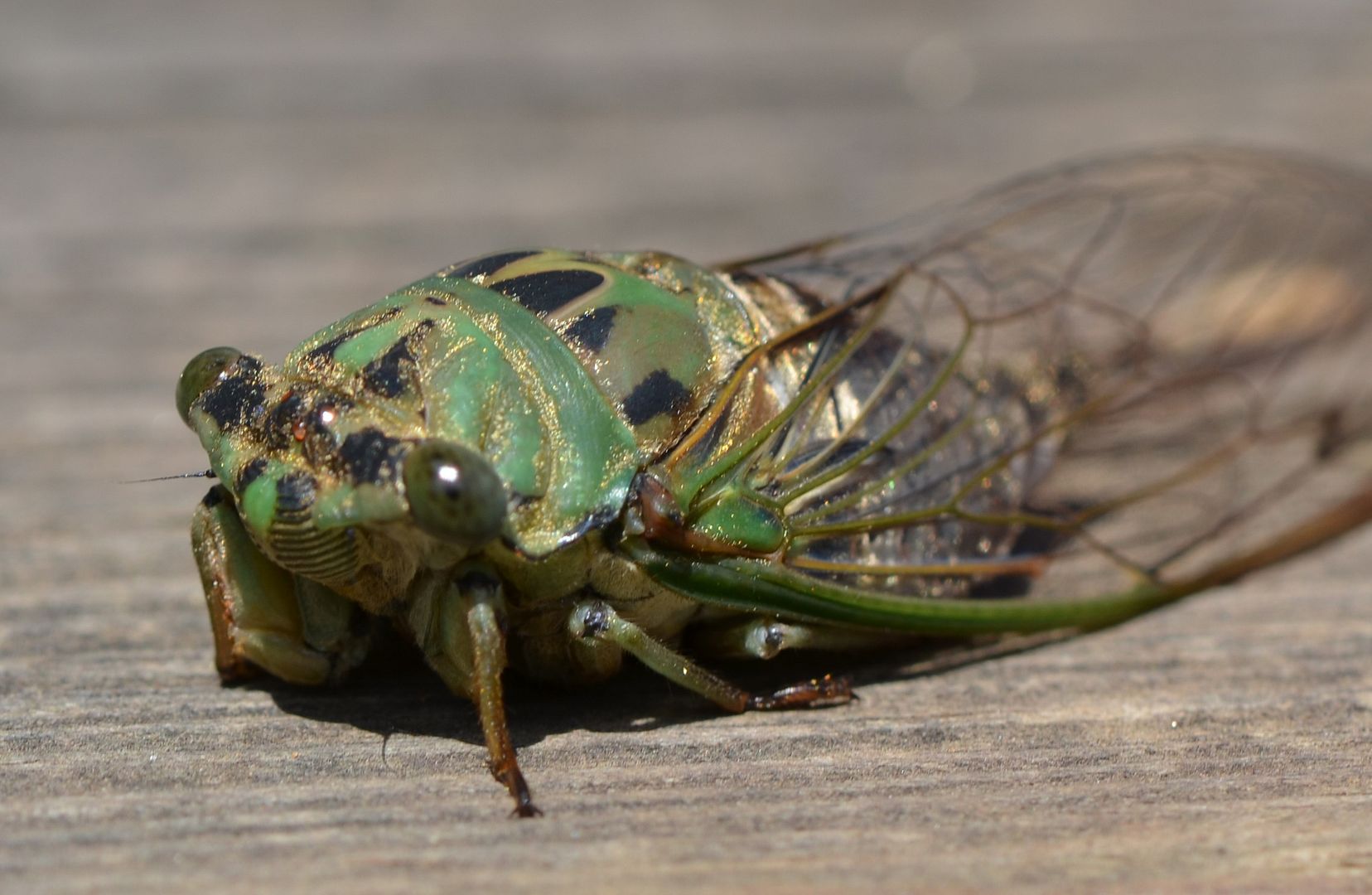 The Cicada Killer Work Ethic | Behind cohutt's fence