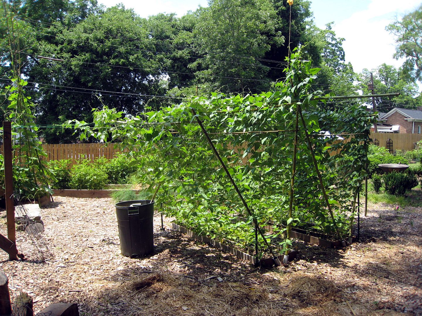 Bamboo & Beans | Behind cohutt's fence