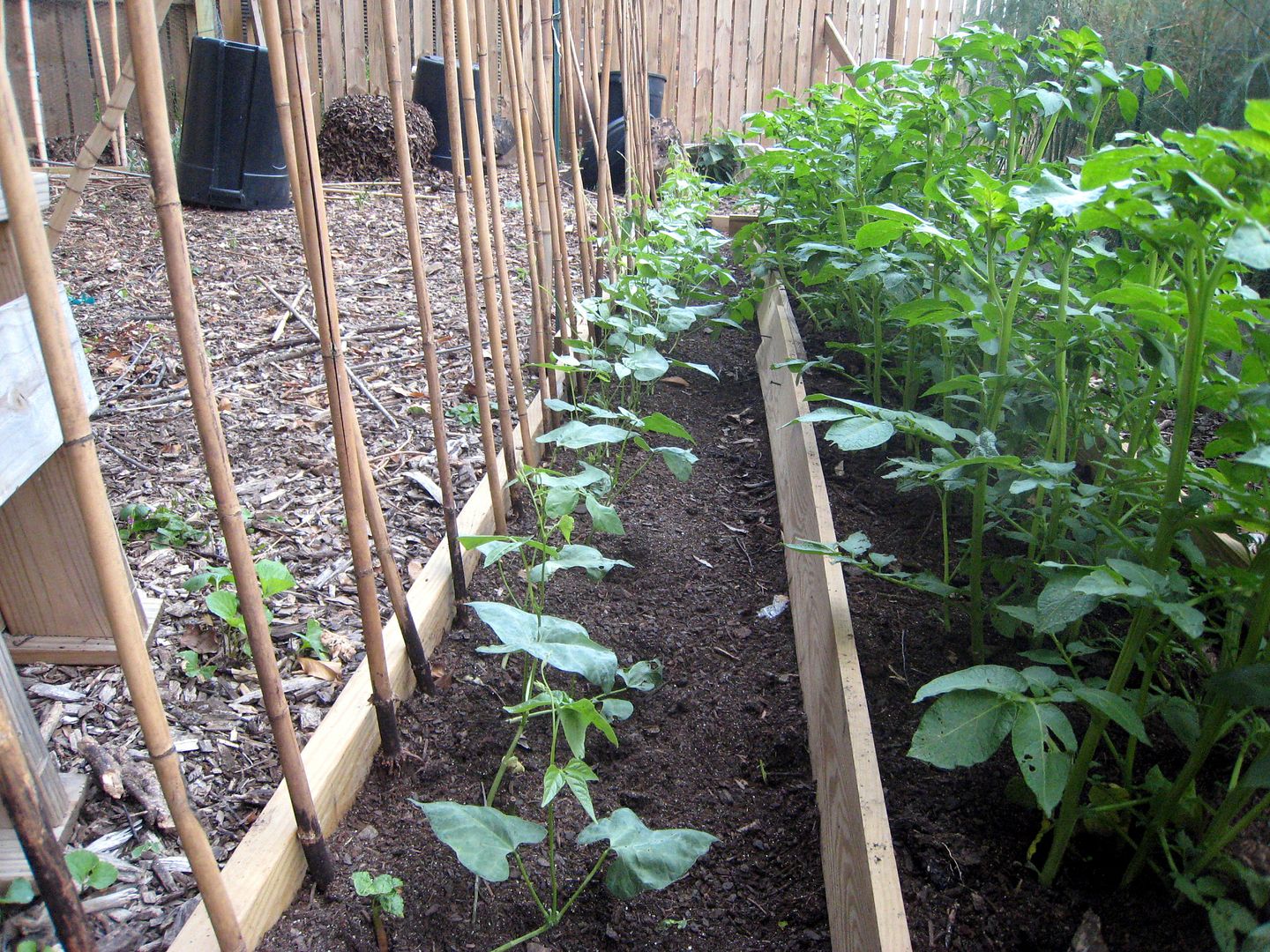 Beans vs Potatoes | Behind cohutt's fence