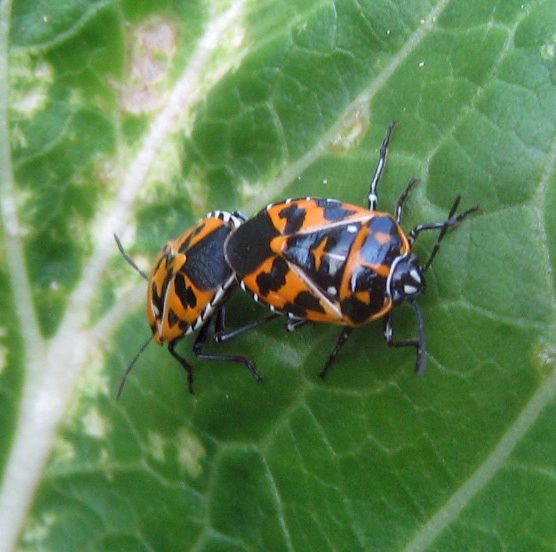 Harlequin (bug) Romance? | Behind cohutt's fence