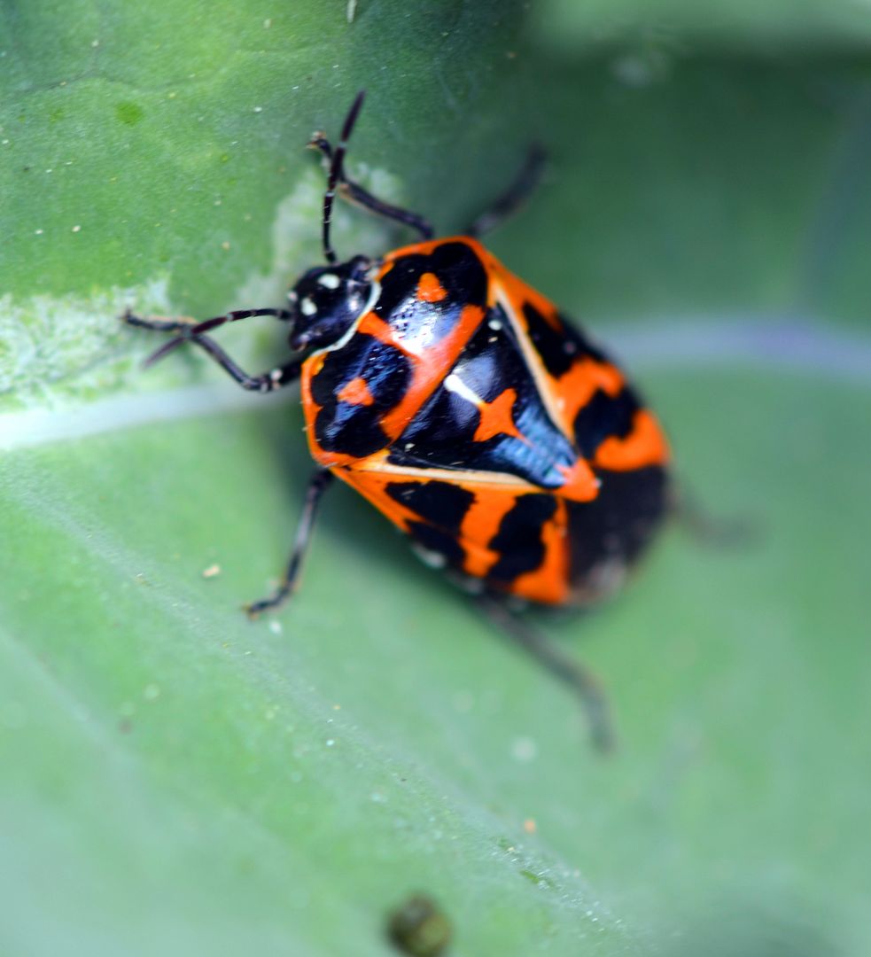 Murgantia histrionica – Harlequin Bug | Behind cohutt's fence