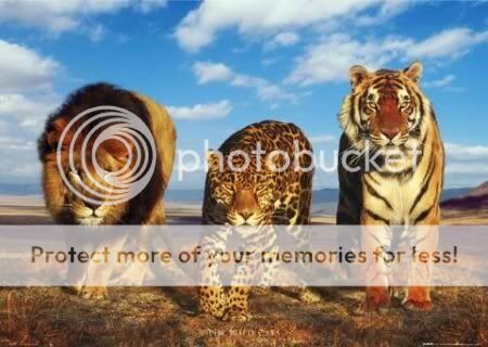 Warrior Ancestors - Lion, Tiger, Leopard banner