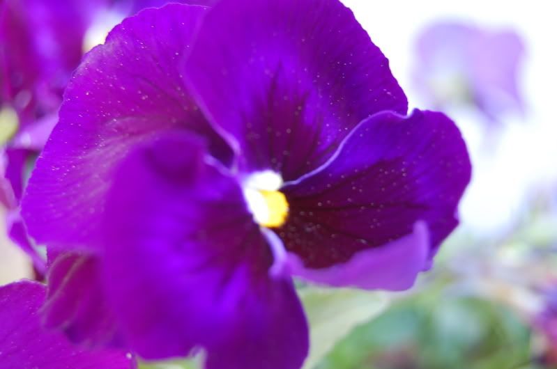 Purple-flower
